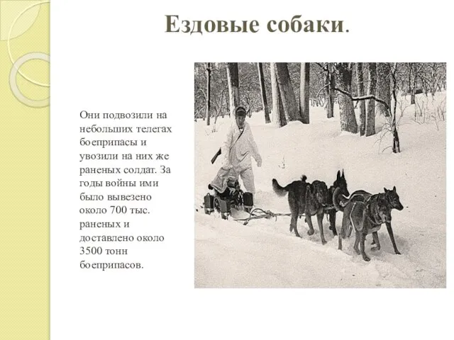 Ездовые собаки. Они подвозили на небольших телегах боеприпасы и увозили на них