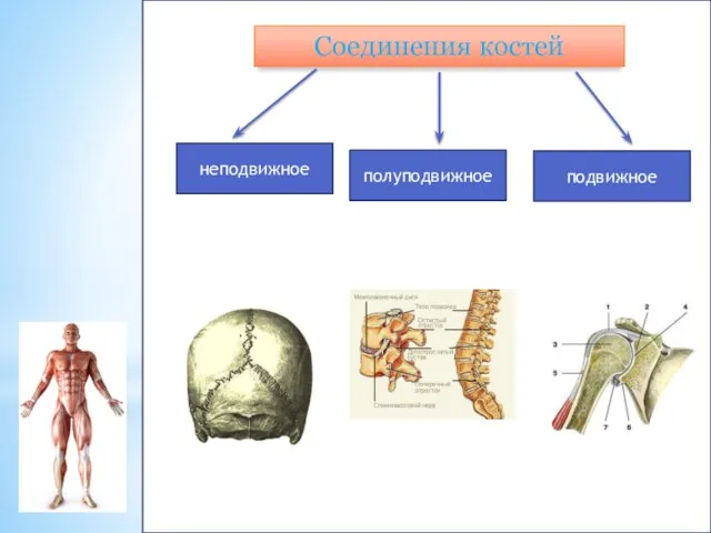 Соединения костей неподвижное полуподвижное подвижное