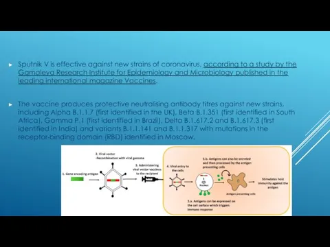 Sputnik V is effective against new strains of coronavirus, according to a