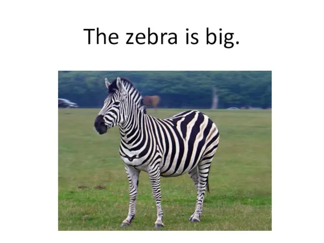 The zebra is big.