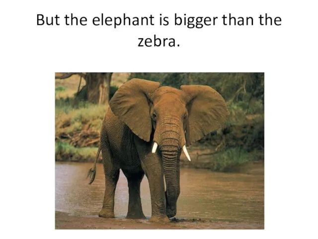 But the elephant is bigger than the zebra.