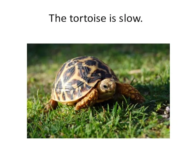 The tortoise is slow.