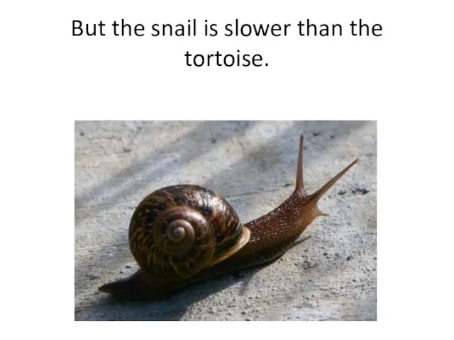 But the snail is slower than the tortoise.