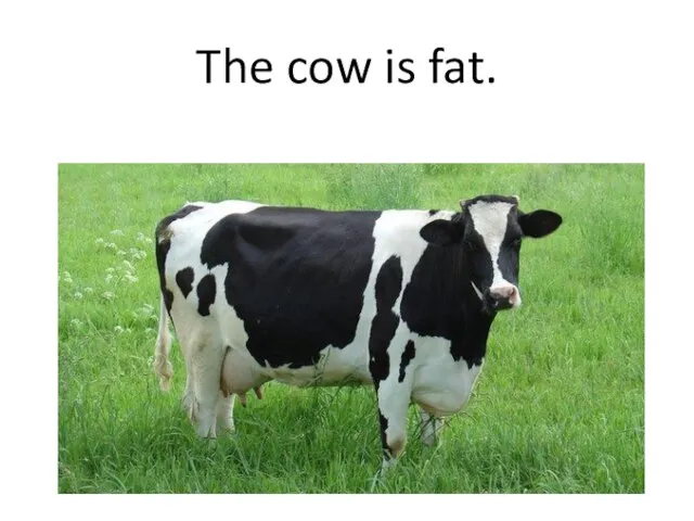 The cow is fat.