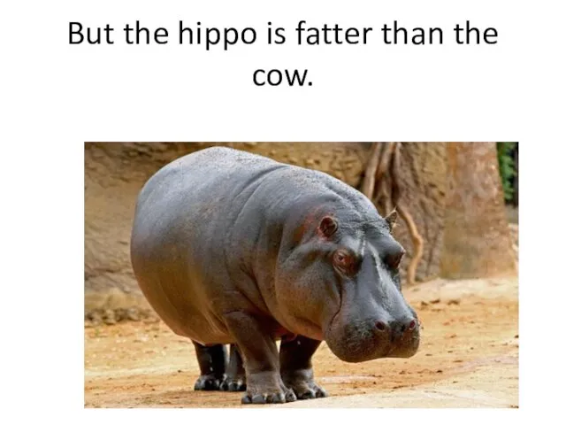 But the hippo is fatter than the cow.