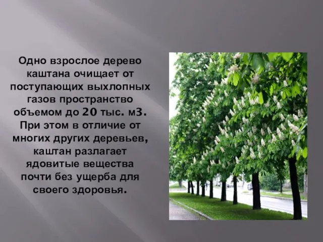 Одно взрослое дерево каштана очищает от поступающих выхлопных газов пространство объемом до