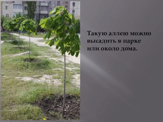 . Такую аллею можно высадить в парке или около дома.