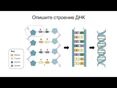 Опишите строение ДНК