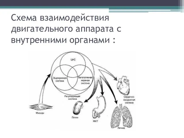 Схема взаимодействия двигательного аппарата с внутренними органами :