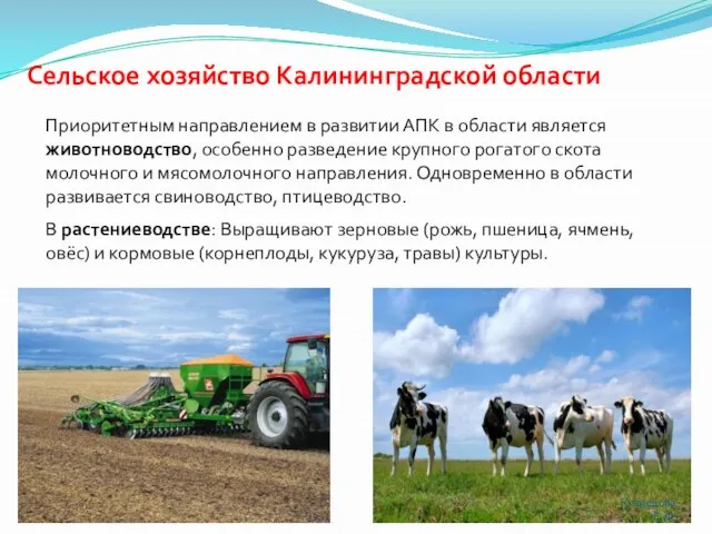 Сельское хозяйство Калининградской области Приоритетным направлением в развитии АПК в области является
