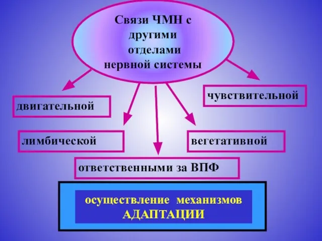 Связи ЧМН с другими отделами нервной системы лимбической вегетативной двигательной чувствительной ответственными