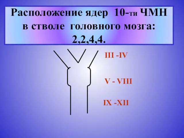 Расположение ядер 10-ти ЧМН в стволе головного мозга: 2,2,4,4. III -IV V - VIII IX -XII