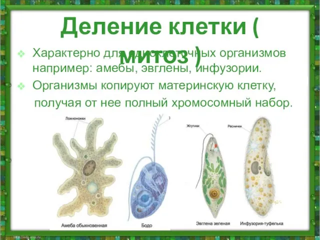 Деление клетки ( митоз ) Характерно для одноклеточных организмов например: амебы, эвглены,