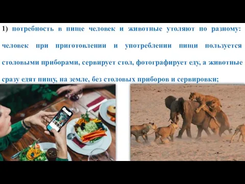 1) потребность в пище человек и животные утоляют по разному: человек при