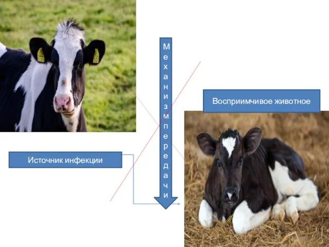 Источник инфекции Восприимчивое животное Механизм передачи