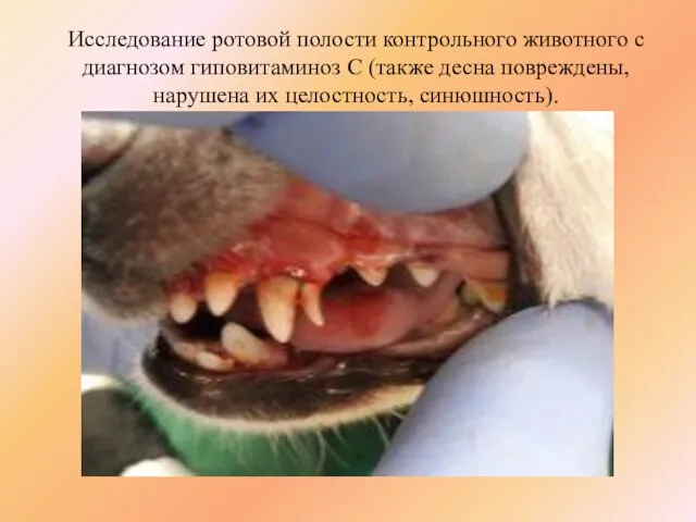 Исследование ротовой полости контрольного животного с диагнозом гиповитаминоз С (также десна повреждены, нарушена их целостность, синюшность).