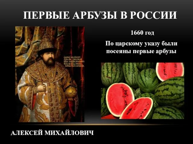 1660 год По царскому указу были посеяны первые арбузы ПЕРВЫЕ АРБУЗЫ В РОССИИ АЛЕКСЕЙ МИХАЙЛОВИЧ
