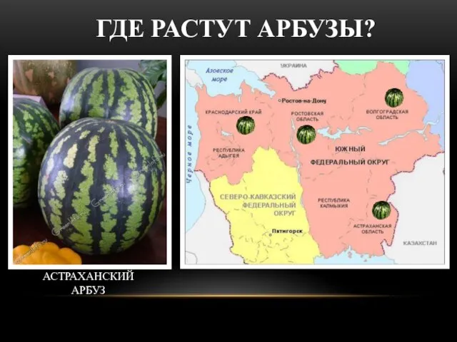 ГДЕ РАСТУТ АРБУЗЫ? АСТРАХАНСКИЙ АРБУЗ