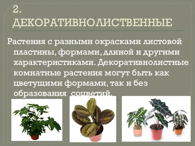 2. ДЕКОРАТИВНОЛИСТВЕННЫЕ Растения с разными окрасками листовой пластины, формами, длиной и другими