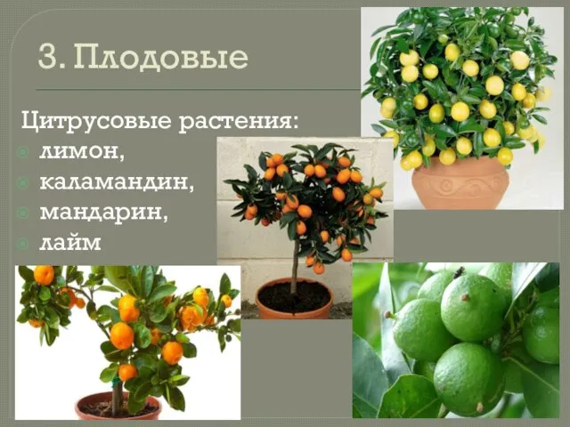 3. Плодовые Цитрусовые растения: лимон, каламандин, мандарин, лайм