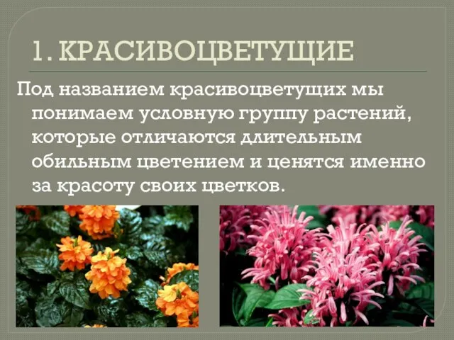 1. КРАСИВОЦВЕТУЩИЕ Под названием красивоцветущих мы понимаем условную группу растений, которые отличаются