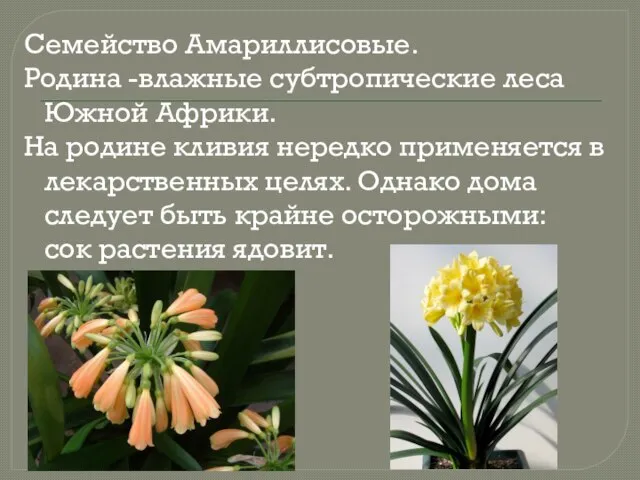 Семейство Амариллисовые. Родина -влажные субтропические леса Южной Африки. На родине кливия нередко