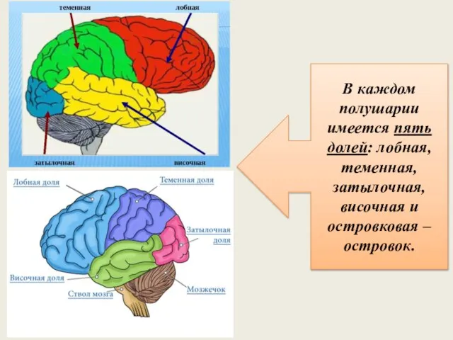 В каждом полушарии имеется пять долей: лобная, теменная, затылочная, височная и островковая – островок.