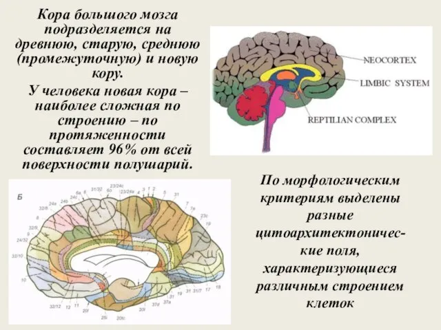 Кора большого мозга подразделяется на древнюю, старую, среднюю (промежуточную) и новую кору.