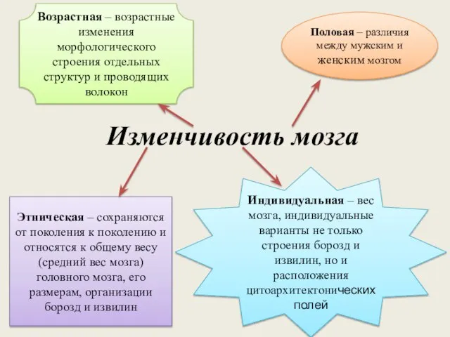 Изменчивость мозга Этническая – сохраняются от поколения к поколению и относятся к