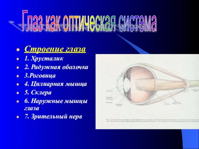 Строение глаза 1. Хрусталик 2. Радужная оболочка 3.Роговица 4. Цилиарная мышца 5.