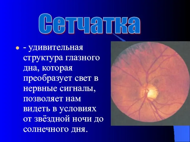 - удивительная структура глазного дна, которая преобразует свет в нервные сигналы, позволяет