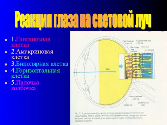 1.Ганглиозная клетка 2.Амакриновая клетка 3.Биполярная клетка 4.Горизонтальная клетка 5.Палочка и колбочка Реакция глаза на световой луч