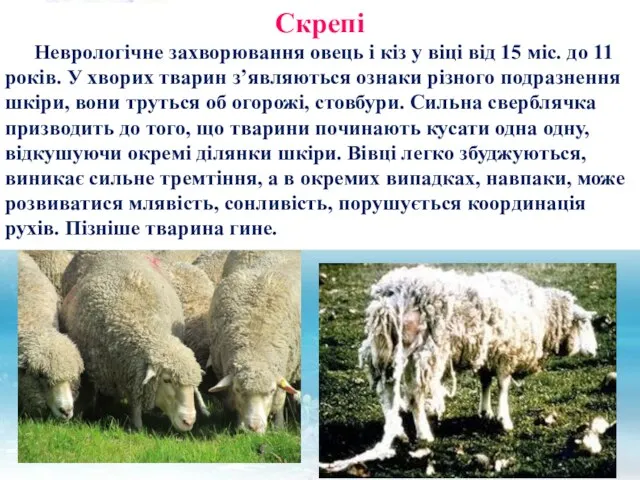 Скрепі Неврологічне захворювання овець і кіз у віці від 15 міс. до