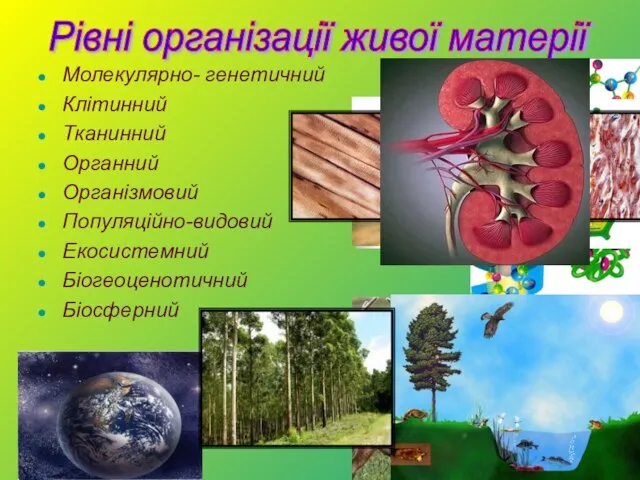 Молекулярно- генетичний Клітинний Тканинний Органний Організмовий Популяційно-видовий Екосистемний Біогеоценотичний Біосферний Рівні організації живої матерії