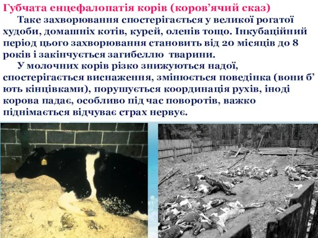 Губчата енцефалопатія корів (коров’ячий сказ) Таке захворювання спостерігається у великої рогатої худоби,