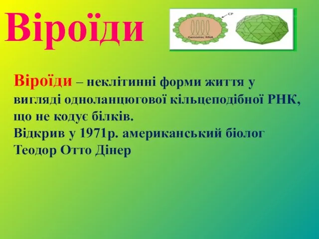 Віроїди Віроїди – неклітинні форми життя у вигляді одноланцюгової кільцеподібної РНК, що