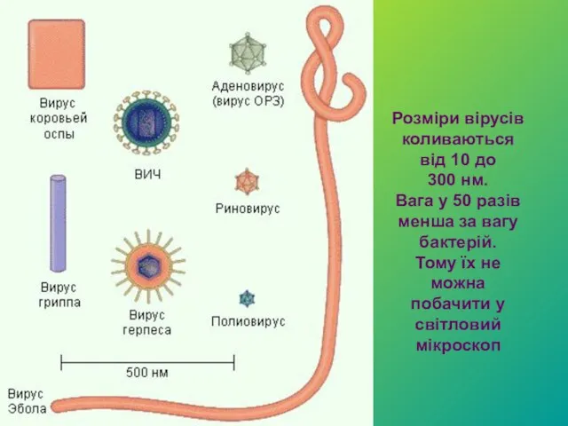 Розміри вірусів коливаються від 10 до 300 нм. Вага у 50 разів