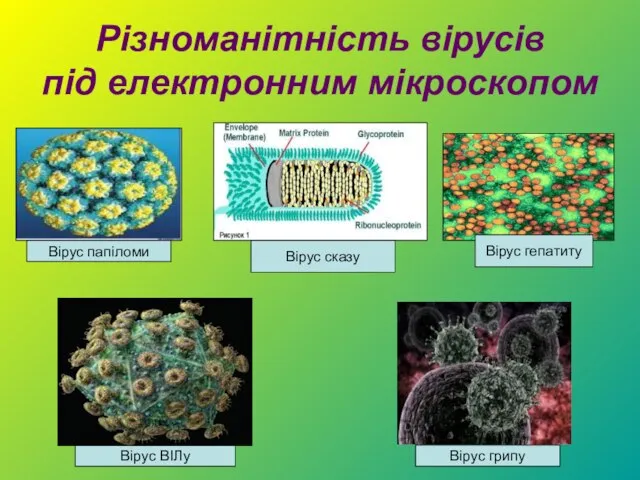 Різноманітність вірусів під електронним мікроскопом Вірус папіломи Вірус сказу Вірус ВІЛу Вірус грипу Вірус гепатиту