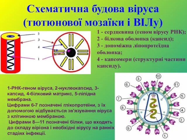 Схематична будова віруса (тютюнової мозаїки і ВІЛу) 1 - сердцевина (геном вірусу