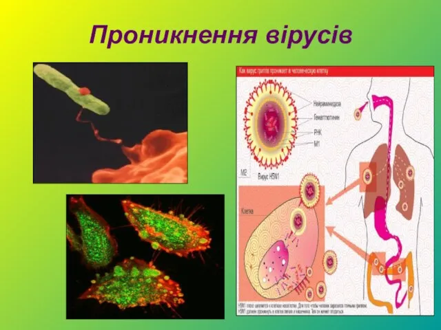 Проникнення вірусів