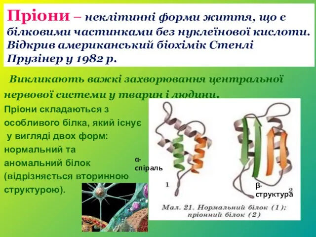 Пріони – неклітинні форми життя, що є білковими частинками без нуклеїнової кислоти.