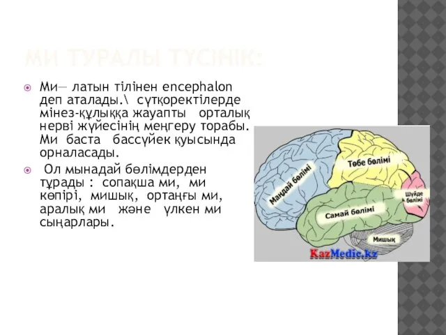 МИ ТУРАЛЫ ТҮСІНІК: Ми— латын тілінен encephalon деп аталады.\ сүтқоректілерде мінез-құлыққа жауапты