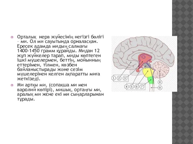 Орталық нерв жүйесінің негізгі бөлігі – ми. Ол ми сауытында орналасқан. Ересек