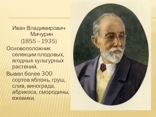 Иван Владимирович Мичурин (1855 – 1935) Основоположник селекции плодовых, ягодных культурных растений.