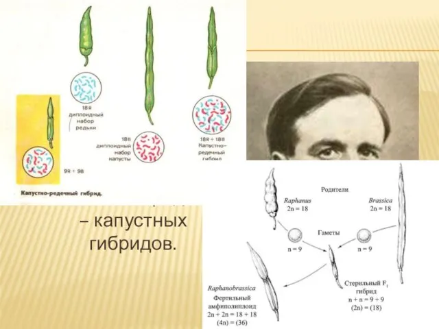 Георгий Дмитриевич Карпеченко (1899 – 1942) – цитогенетик, создатель знаменитых редично – капустных гибридов.