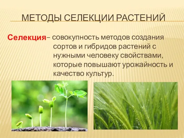 МЕТОДЫ СЕЛЕКЦИИ РАСТЕНИЙ – совокупность методов создания сортов и гибридов растений с