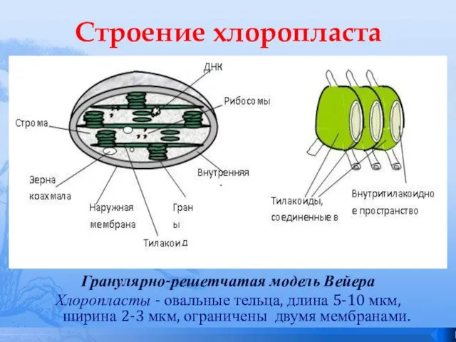 Строение хлоропласта Гранулярно-решетчатая модель Вейера Хлоропласты - овальные тельца, длина 5-10 мкм,