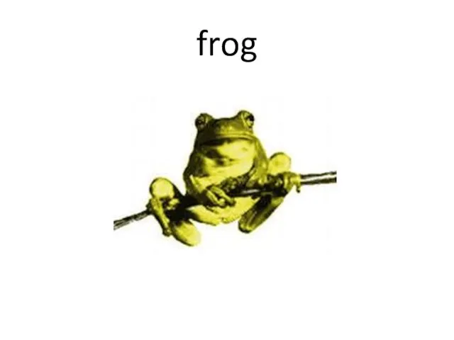 frog