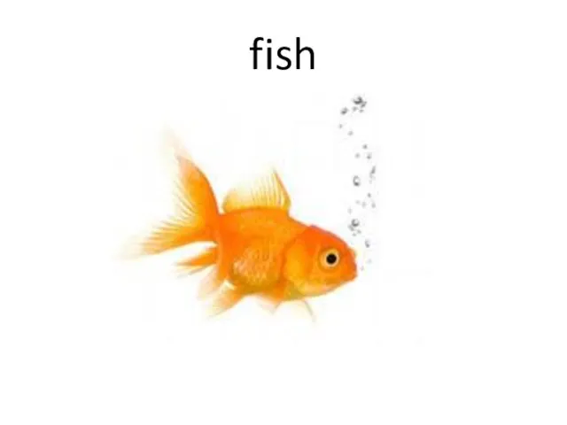 fish