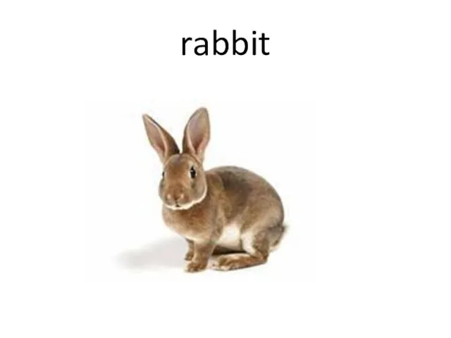 rabbit